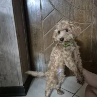 سگ پودل|سگ|اصفهان, فرهنگیان|دیوار