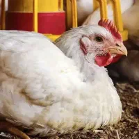 مرغ گوشتی زنده