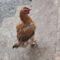 مرغ تخم گذار