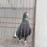 ماده سیاه پلنگ