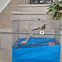 سهره نر|پرنده|بروجرد, |دیوار