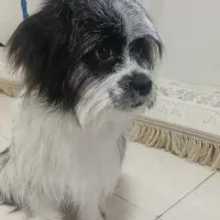 واگذاری سگ شیدزو ۷ ماهه