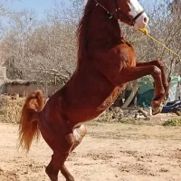 اسب نریان ۳سال روزگاری