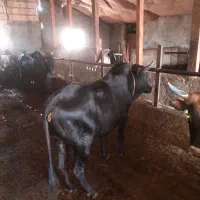 فروش گوساله نر گاوشیری اسب بز بره