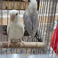 جفت برزیلی مولد مارال یاسی