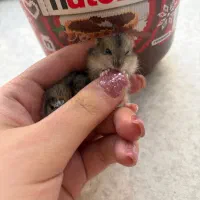 همستر کمپل یا روبروویسکی|موش و خرگوش|تهران, چهارصد دستگاه|دیوار