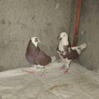 شازده سرخ|پرنده|لنجان, |دیوار