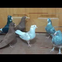 نقره ای پلنگ. سیاه پلنگ سه تا گلی کلایی.سوردمسفید