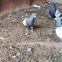 کبوتر سینه سیاه|پرنده|گتوند, |دیوار