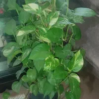 هدیه روز مادر