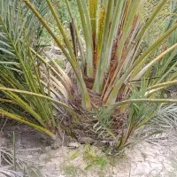 فسیل نخل خاسه و گشخاب