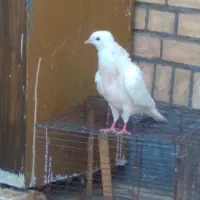 کبوتر فروشی|پرنده|ایذه, |دیوار