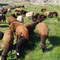 ده جفت میش وبره غزل افشارجوان