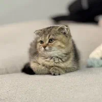 گربه اسکاتیش تبی فولد|گربه|شیراز, زرهی|دیوار