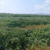 یونجه چین دوم (پشدورا)|لوازم جانبی حیوانات|مشگین شهر, |دیوار