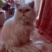 فروش گربه پرشین خانگی|گربه|آباده, |دیوار