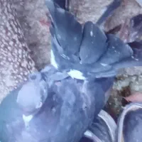 کبوتر تزئینی
