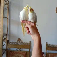 عروس هلندی