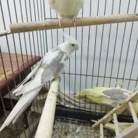 پرنده