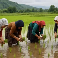 کارگر شالی کار