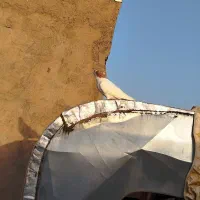 چپ زرد|پرنده|سبزوار, علمدار|دیوار