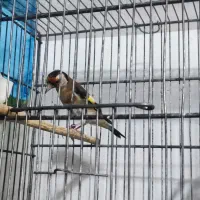 قناری نر وسهره