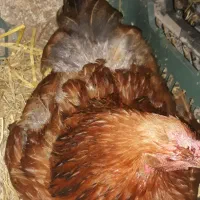 تخم مرغ نطفه دار وخوراکی اورگانیک|حیوانات مزرعه|رشت, نیروی دریایی|دیوار