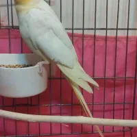 عروس هلندی|پرنده|تهران, اسکندری|دیوار