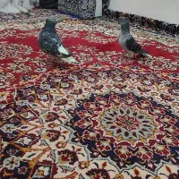 سبز دم سفید