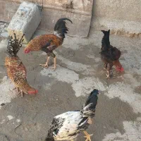 خروس|حیوانات مزرعه|کوهدشت, |دیوار