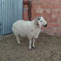 گوسفند