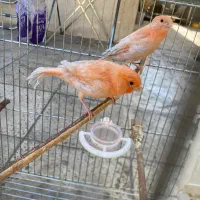 قناری سیلور موزاییکی جوجه