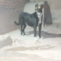 سگ ماده افغان گله‌ای به شرط