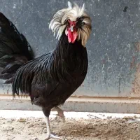 خروس لهستانی جوان