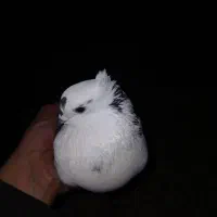 کبوتر پرشی ماده گردن لرزان|پرنده|گوراب زرمیخ, |دیوار