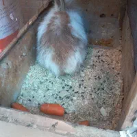 خرگوش لپ|موش و خرگوش|فلاورجان, |دیوار