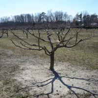 هرس کاری حرفه ای/هرس درختان/هرس|خدمات باغبانی و درختکاری|ماهنشان, |دیوار