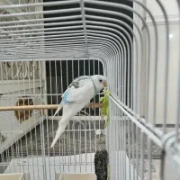 مرغ عشق با قفس|پرنده|باقرشهر, |دیوار