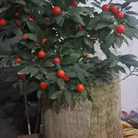 گل طبیعی گوجه ای