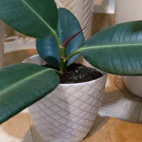 گلدون و قلمه گل ورق بزنید|گل و گیاه طبیعی|سبزوار, توحیدشهر|دیوار