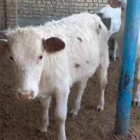 گوساله نر وماده سمینتال