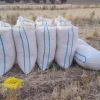 کاه گندم درجه یک