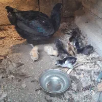 ماده باجوجه فروشی