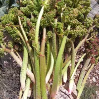 ریواس تازه وآبدار