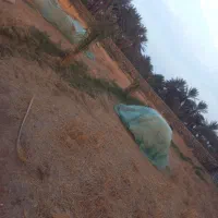 کاه یونجه  وبیده