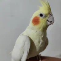 یک جفت عروس هلندی سرحال|پرنده|سرولایت, |دیوار