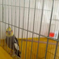 عروس هلندی گم شده|پرنده|قروه, |دیوار