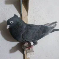 فروش ماده سرکه ای