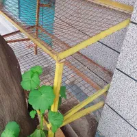 میز میوه فروشی یا نانوایی