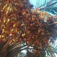 خرما و رطب برحی